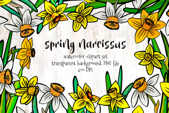 Capturing the Essence of Spring with Narcissus Illustration Collections