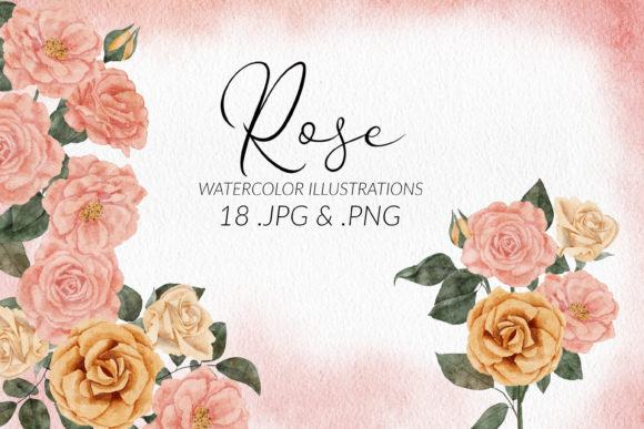 Explore Watercolor Rose Flower Illustrations